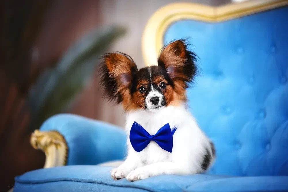 Luxurious Papillon Puppies from Our Professional Kennel!