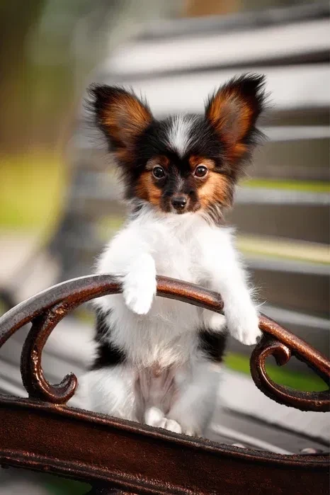 Luxurious Papillon Puppies from Our Professional Kennel!
