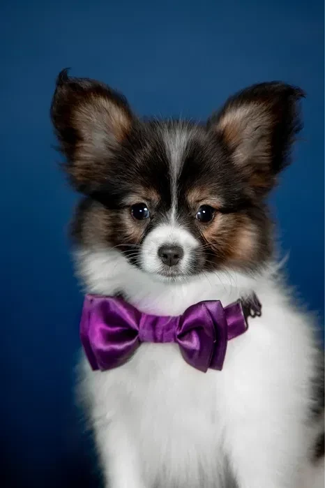 Luxurious Papillon Puppies from Our Professional Kennel!