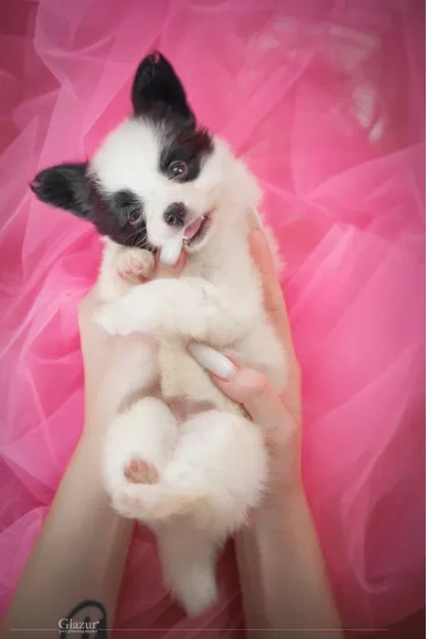 Luxurious Papillon Puppies from Our Professional Kennel!