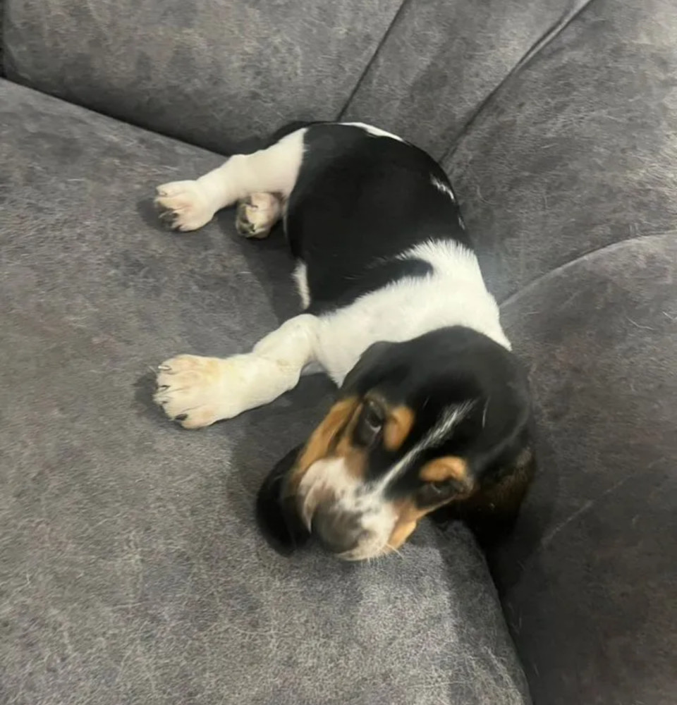 Basset Hound Puppies for Sale in Texas (TX)