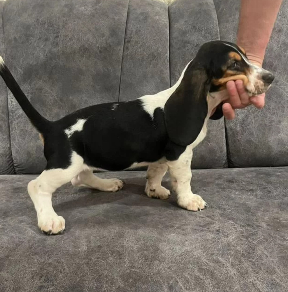 Basset Hound Puppies for Sale in Texas (TX)