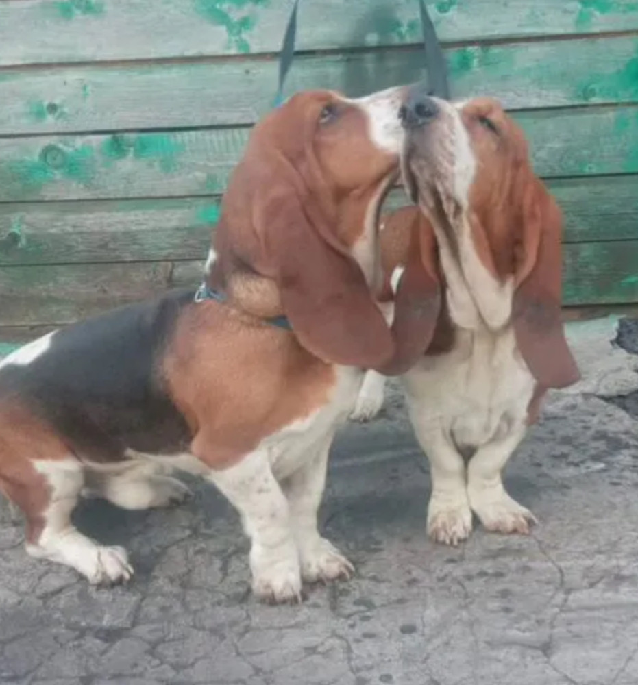 Basset Hound Puppies for Sale in Texas (TX)