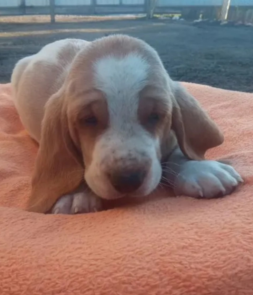 Basset Hound Puppies for Sale in Texas (TX)