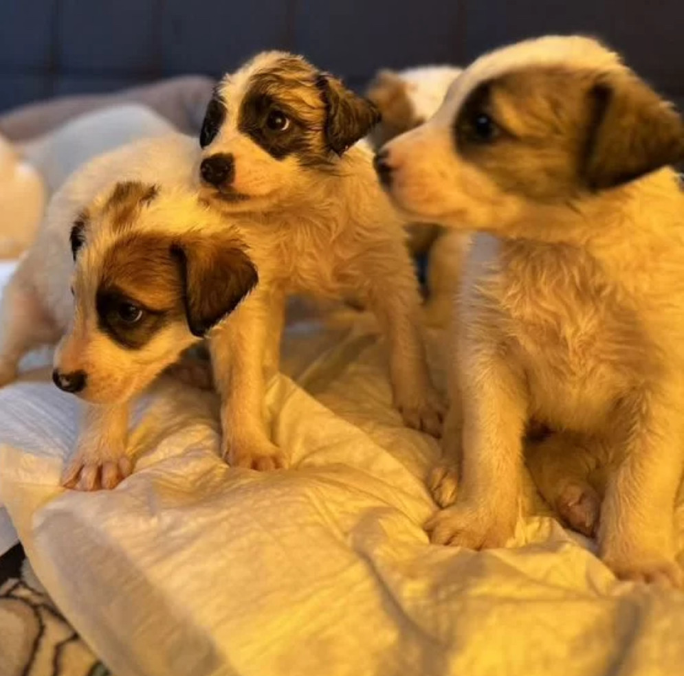 Boxer Puppies for Sale in Pennsylvania (PA)