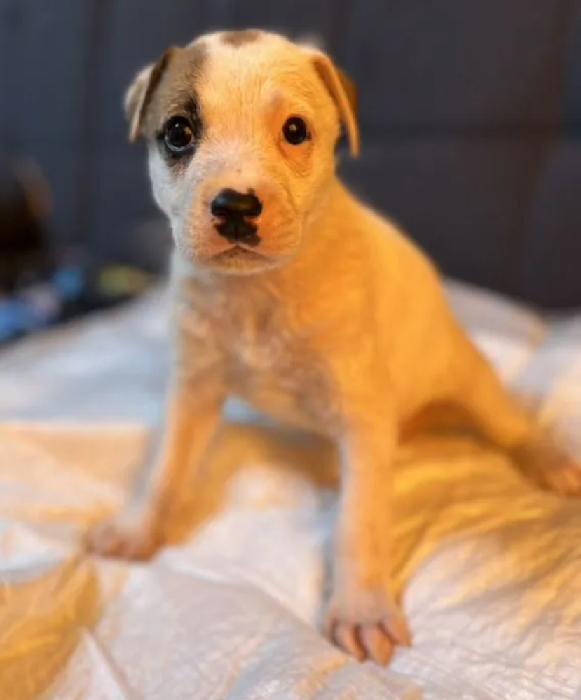Boxer Puppies for Sale in Pennsylvania (PA)
