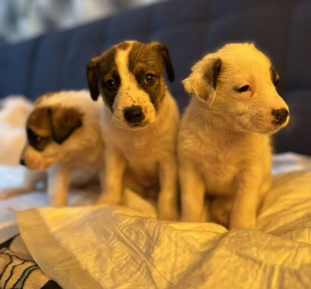 Boxer Puppies for Sale in Pennsylvania (PA)