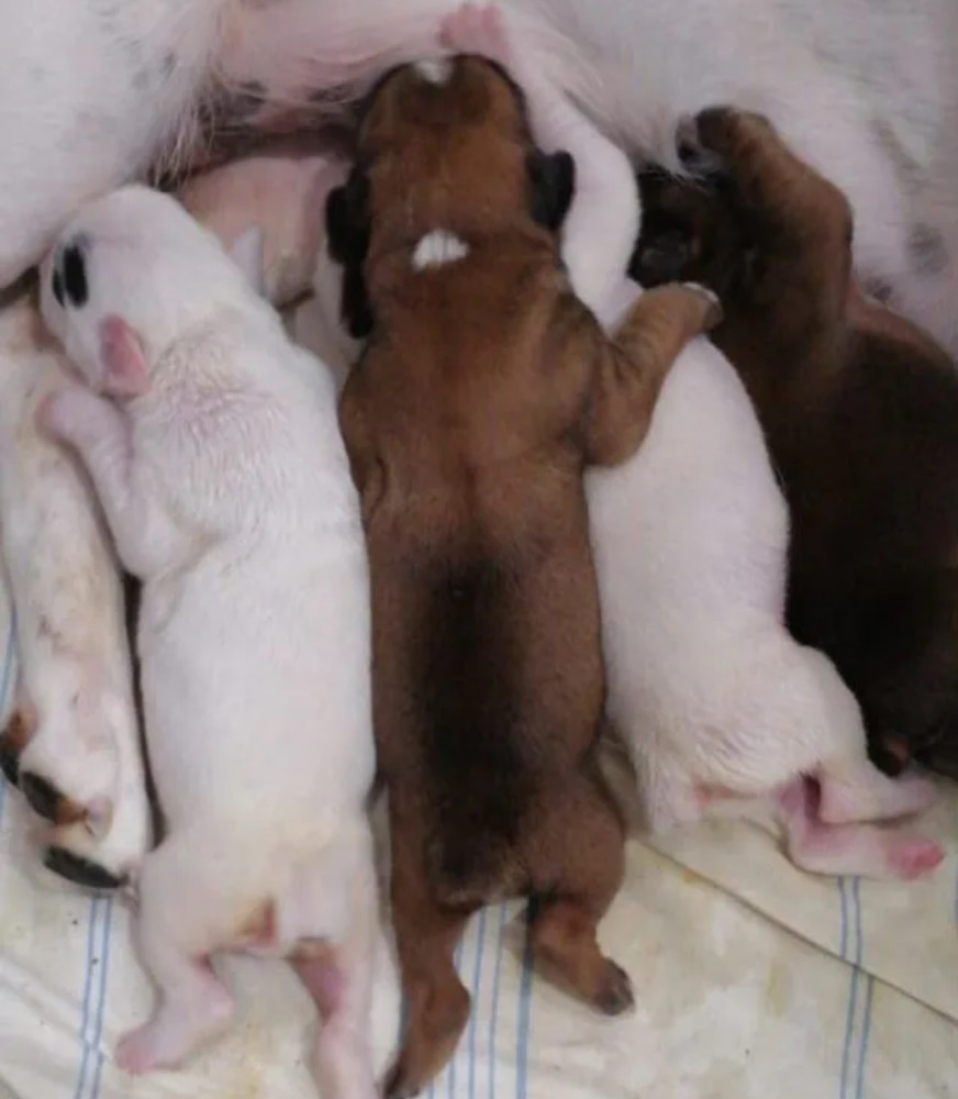 Boxer Puppies for Sale in Texas (TX)