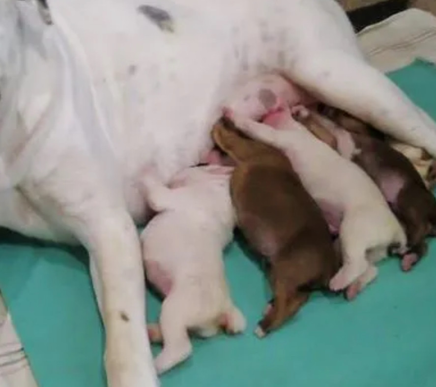 Boxer Puppies for Sale in Texas (TX)