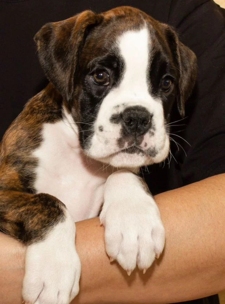 Boxer Puppy for Sale in New York (NY)