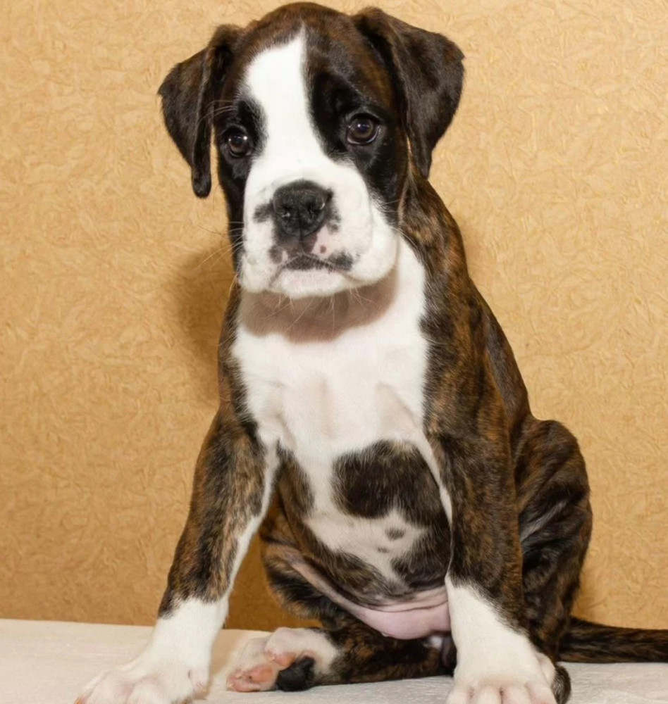 Boxer Puppy for Sale in New York (NY)