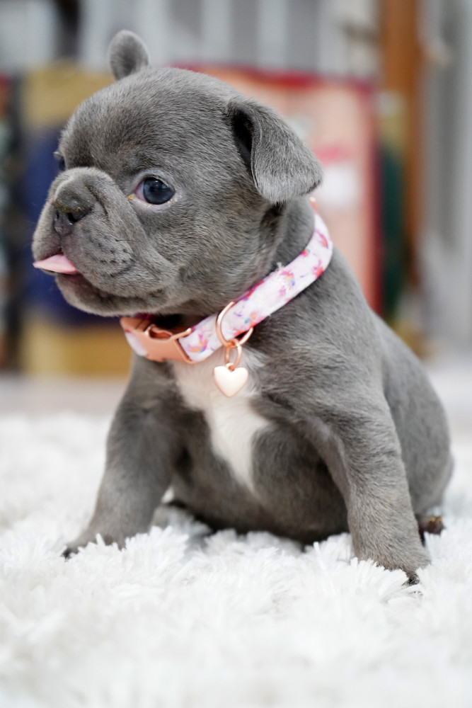 Female Blue. This will be a great Christmas gift.
