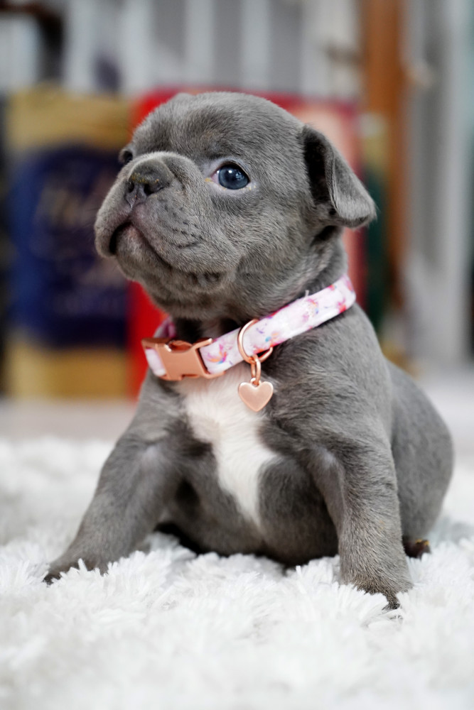 Female Blue. This will be a great Christmas gift.
