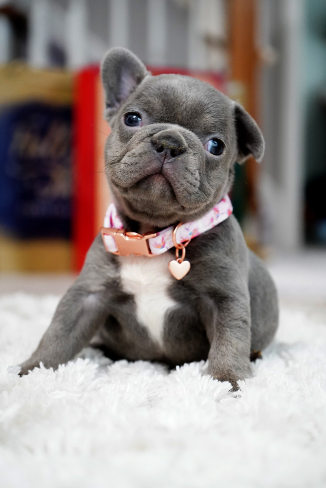 Female Blue. This will be a great Christmas gift.