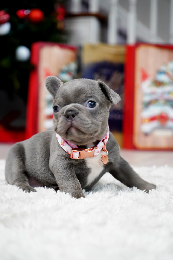 Female Blue. This will be a great Christmas gift.