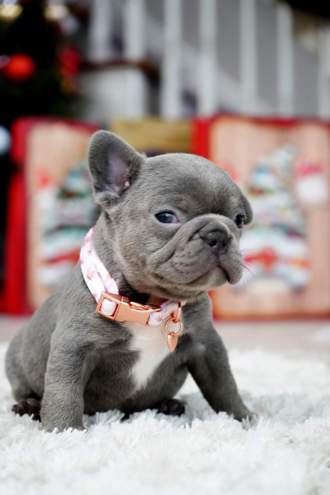 Female Blue. This will be a great Christmas gift.