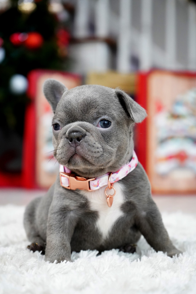 Female Blue. This will be a great Christmas gift.