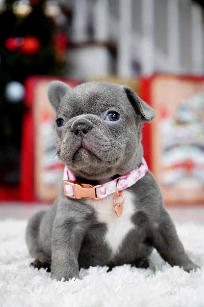 Female Blue. This will be a great Christmas gift.