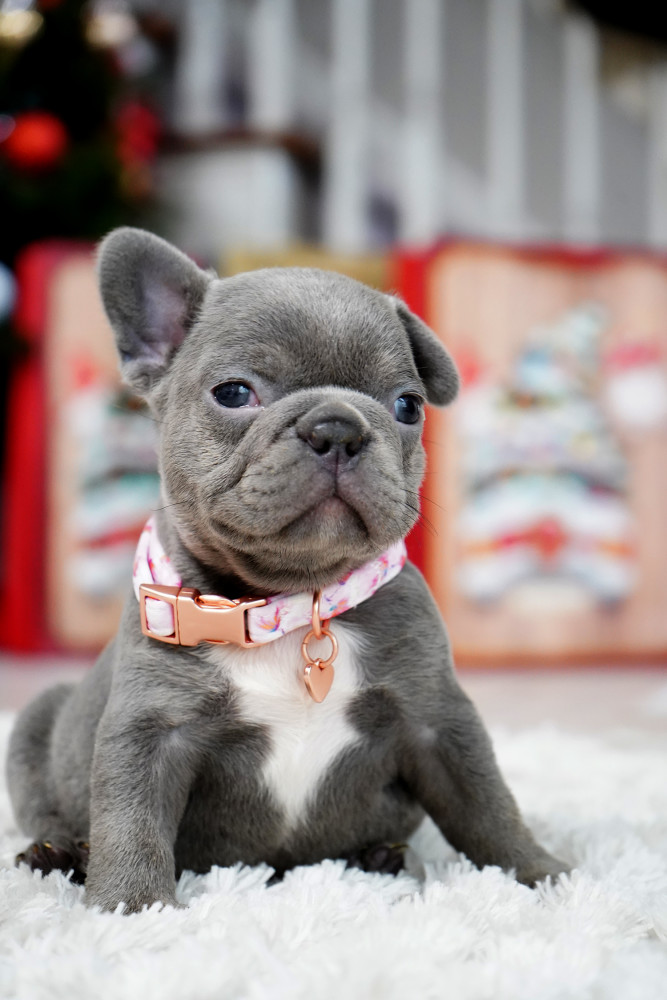 Female Blue. This will be a great Christmas gift.