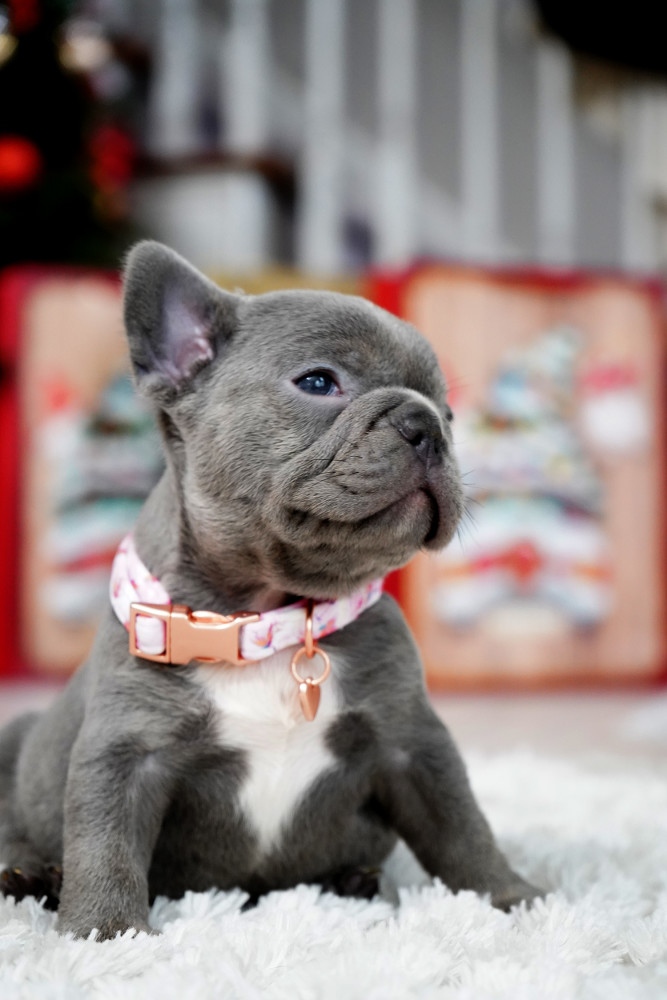 Female Blue. This will be a great Christmas gift.
