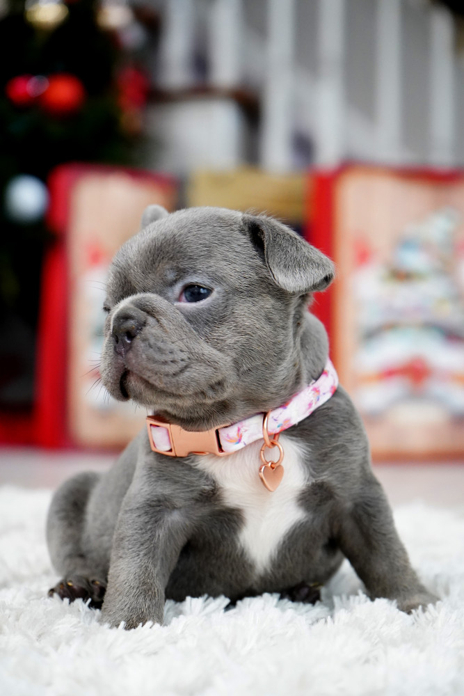 Female Blue. This will be a great Christmas gift.