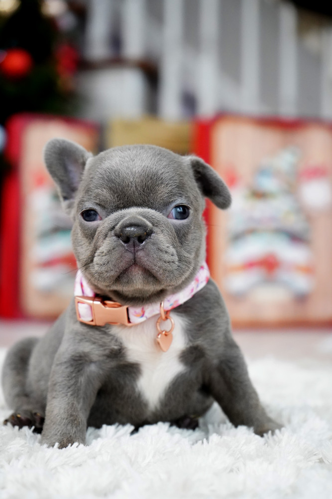 Female Blue. This will be a great Christmas gift.