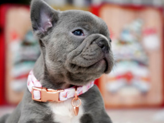 Female Blue. This will be a great Christmas gift.