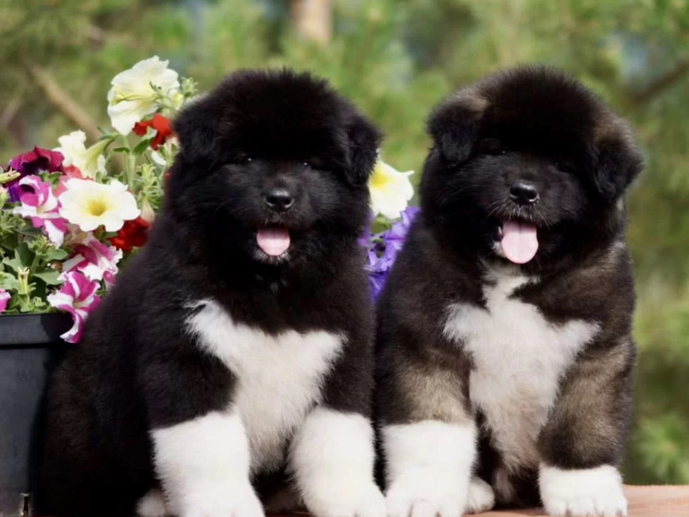 Akita Puppies for Sale in California (CA)