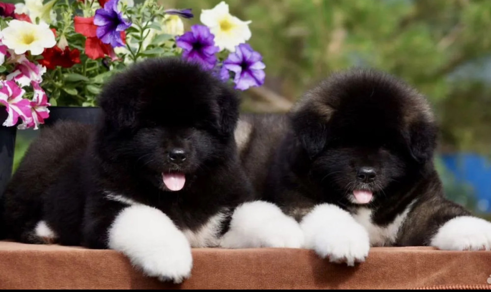 Akita Puppies for Sale in California (CA)