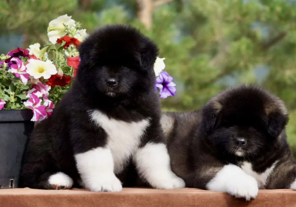 Akita Puppies for Sale in California (CA)