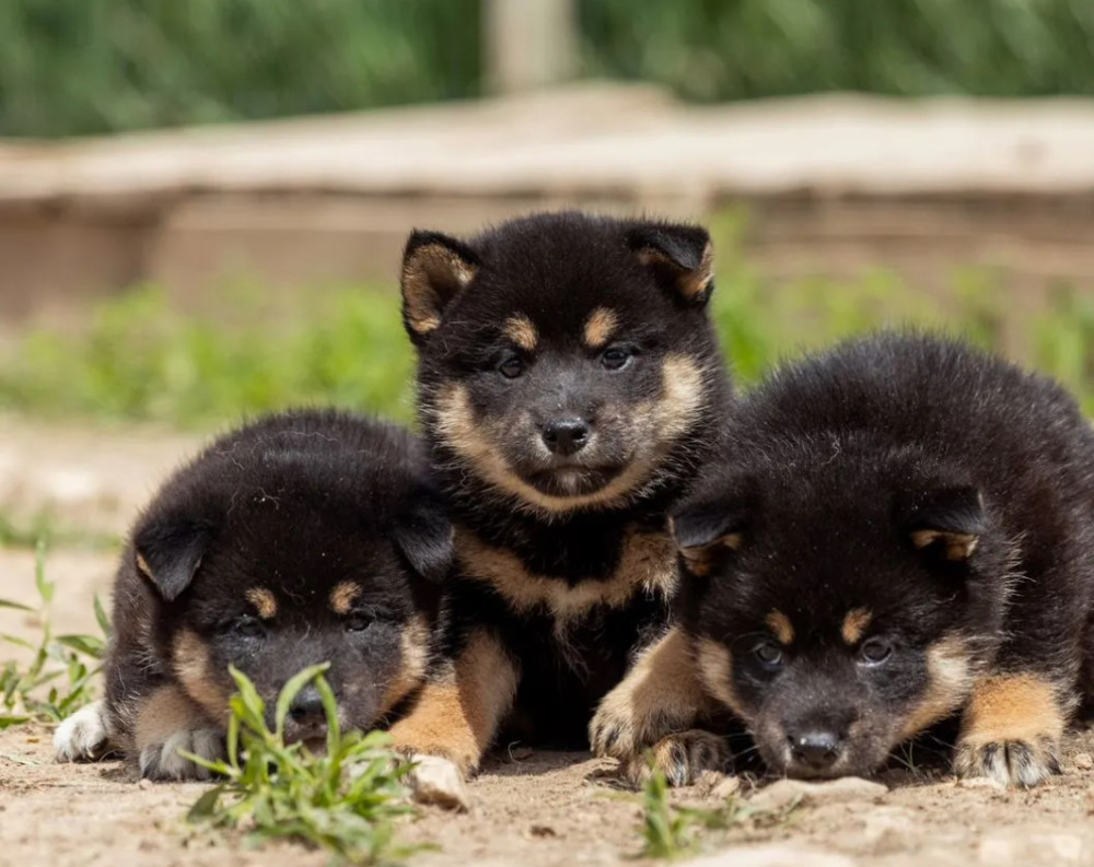 Akita Puppies for Sale in New York (NY)