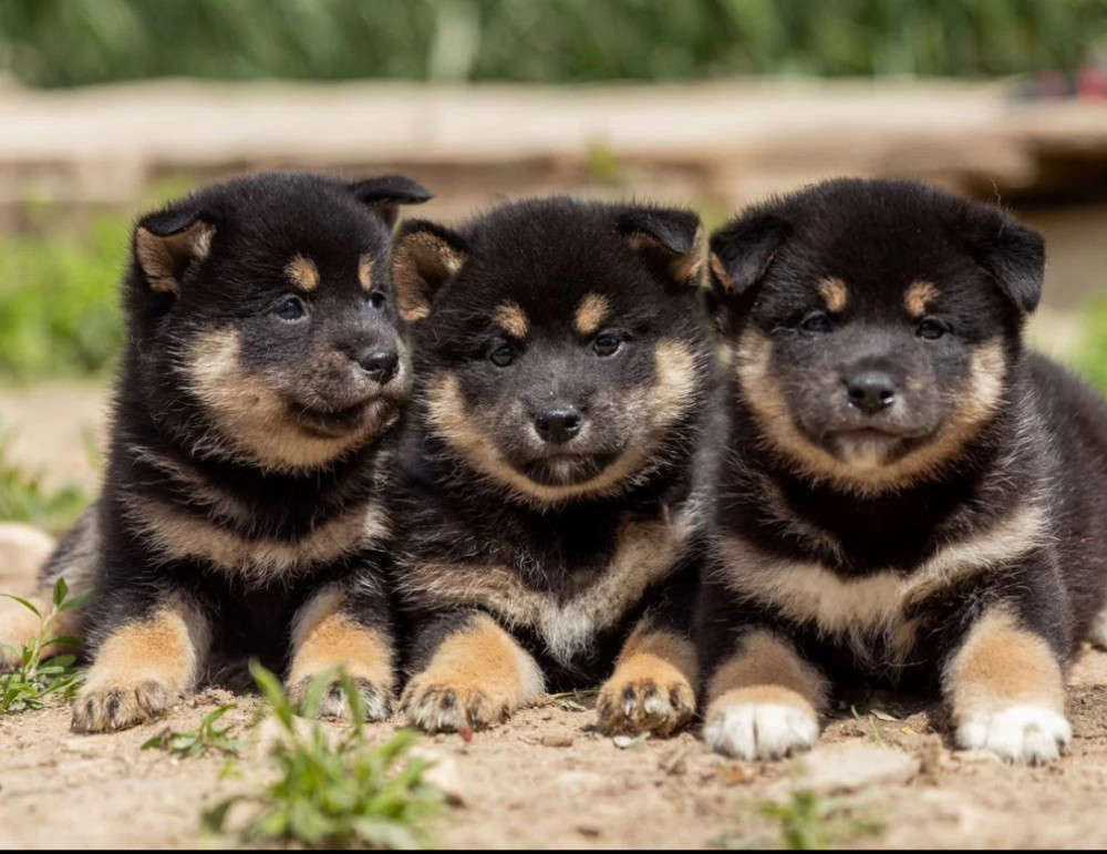 Akita Puppies for Sale in New York (NY)
