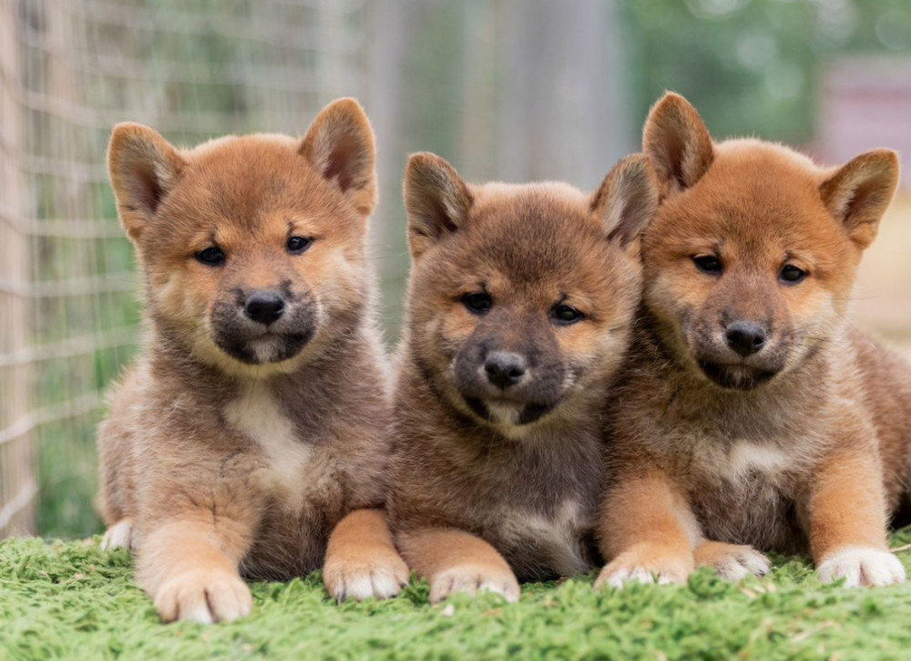 Akita Puppies for Sale in New York (NY)