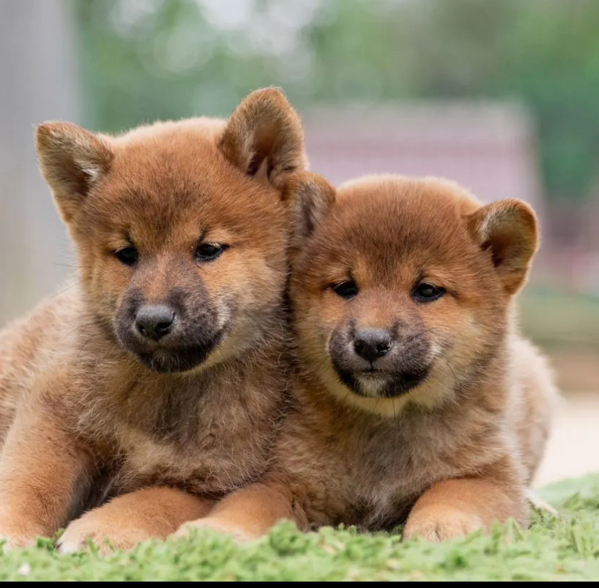 Akita Puppies for Sale in New York (NY)