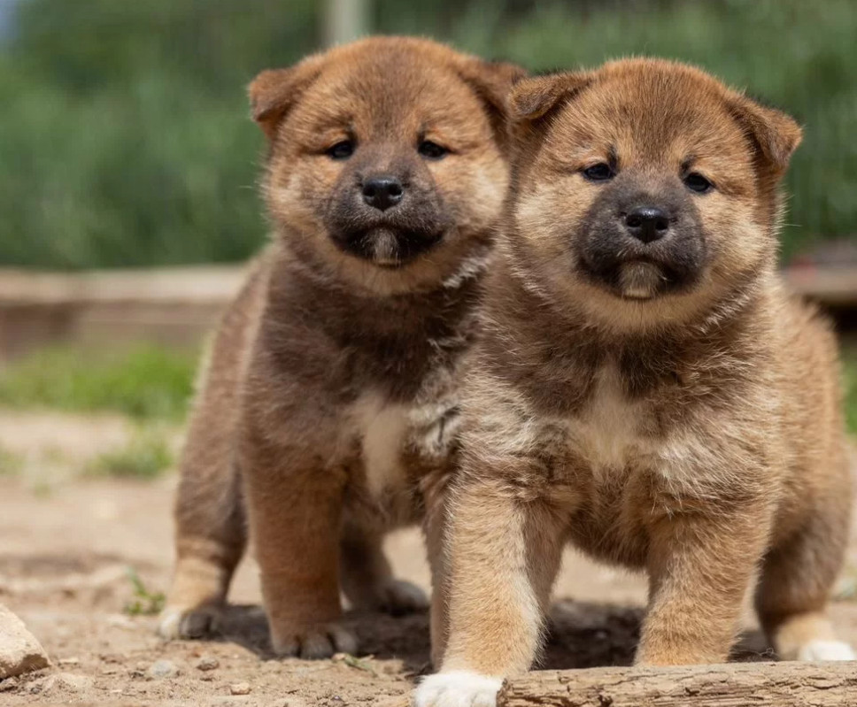 Akita Puppies for Sale in New York (NY)