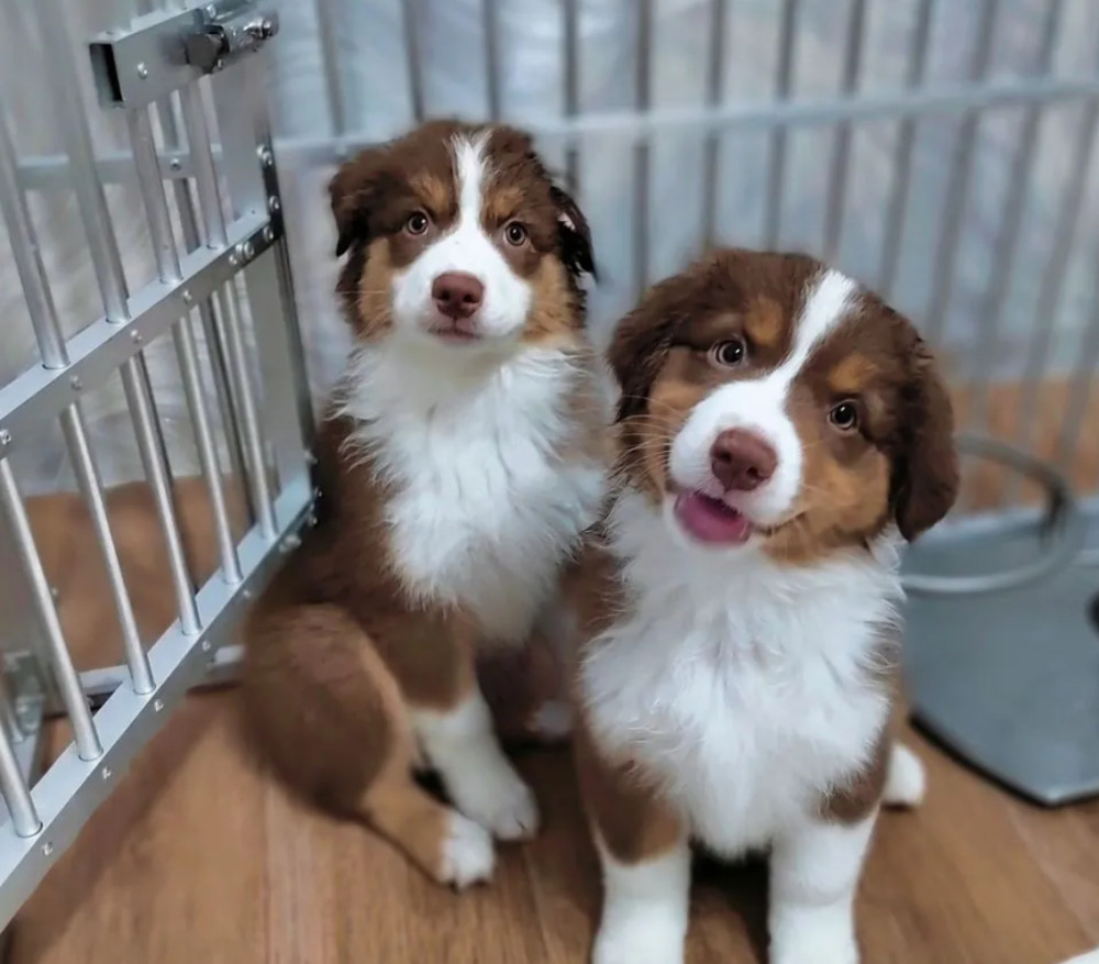 Australian Shepherd Puppies for Sale in Florida (FL)