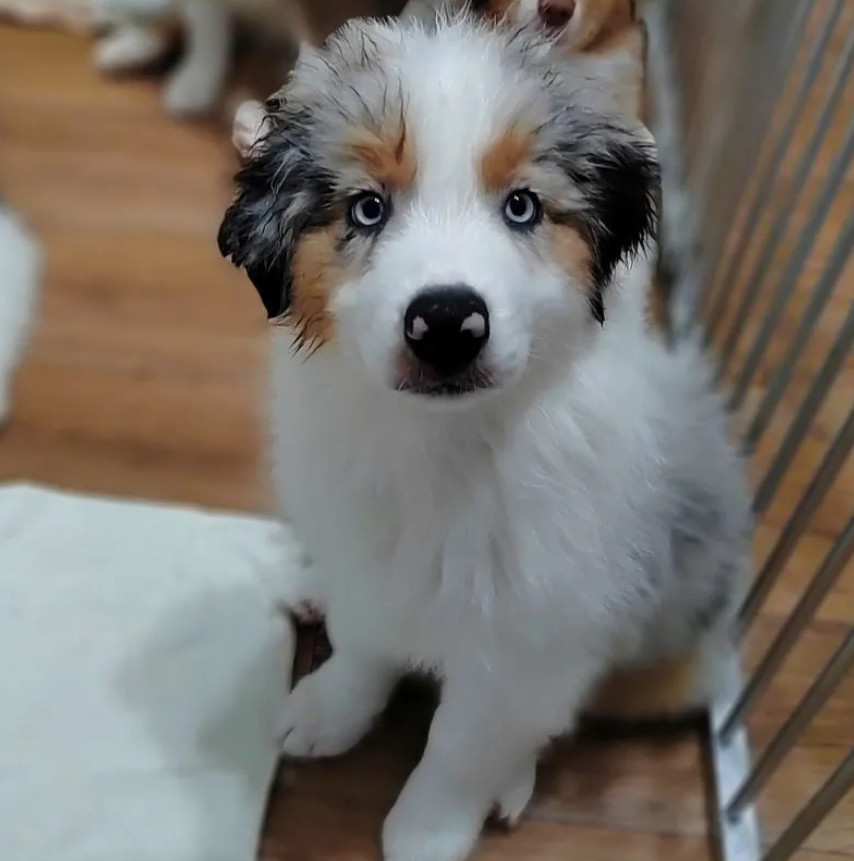Australian Shepherd Puppies for Sale in Florida (FL)