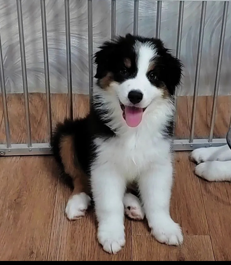 Australian Shepherd Puppies for Sale in Florida (FL)