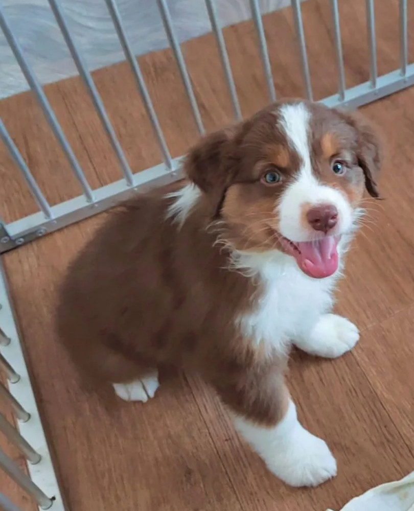 Australian Shepherd Puppies for Sale in Florida (FL)