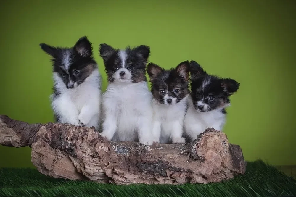 Premium Papillon Puppies for Sale | Florida's Finest!