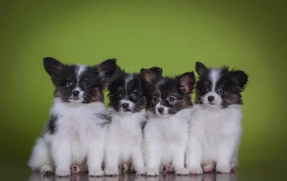 Premium Papillon Puppies for Sale | Florida's Finest!