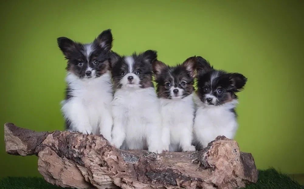 Premium Papillon Puppies for Sale | Florida's Finest!