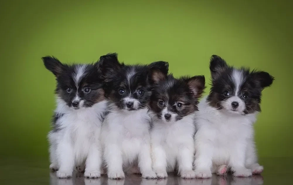 Premium Papillon Puppies for Sale | Florida's Finest!