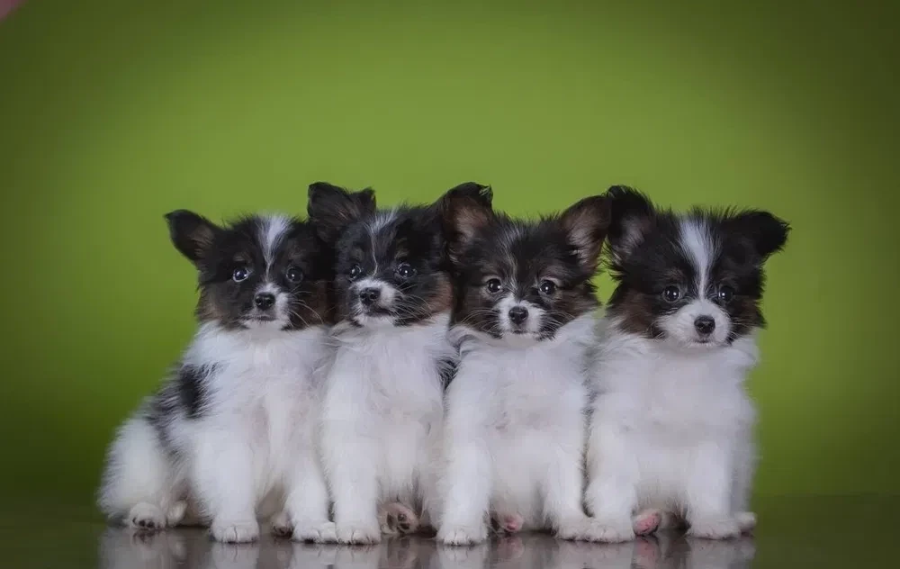 Premium Papillon Puppies for Sale | Florida's Finest!