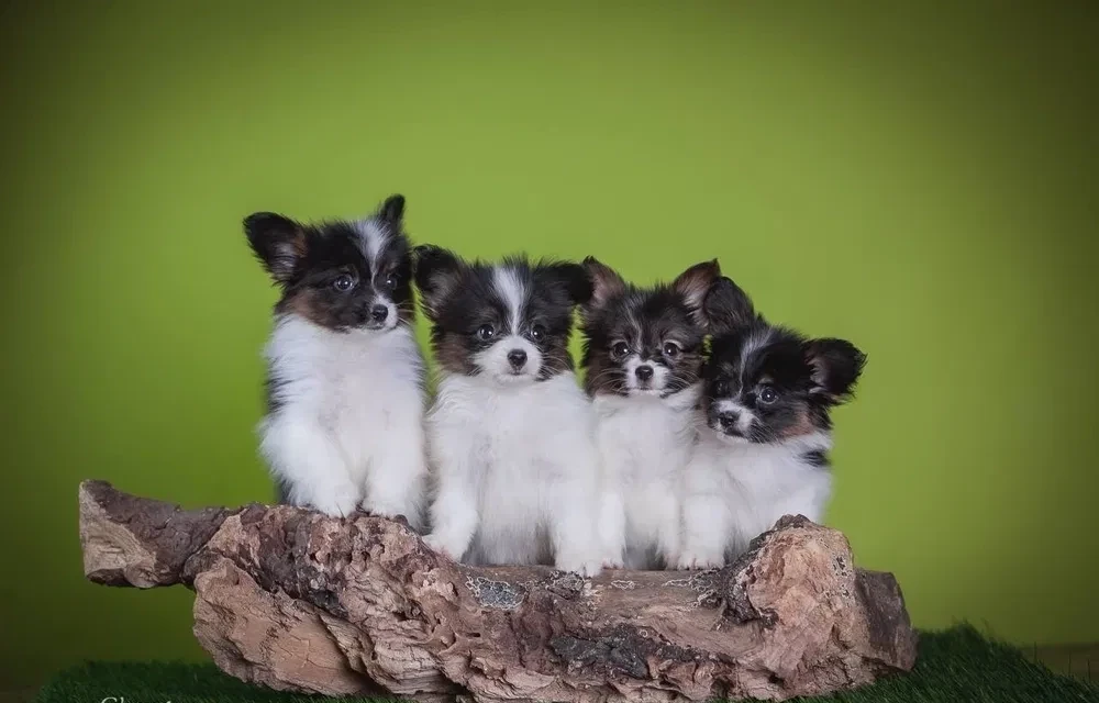 Premium Papillon Puppies for Sale | Florida's Finest!