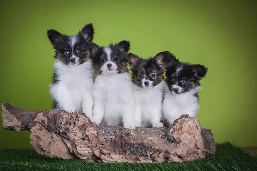 Premium Papillon Puppies for Sale | Florida's Finest!