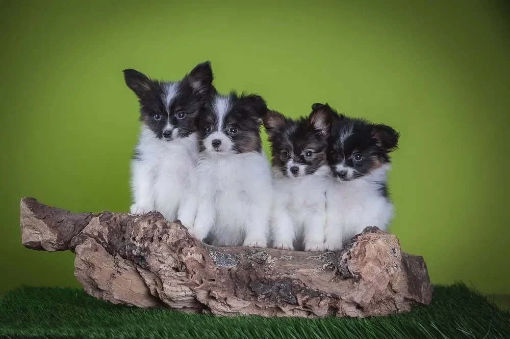 Premium Papillon Puppies for Sale | Florida's Finest!