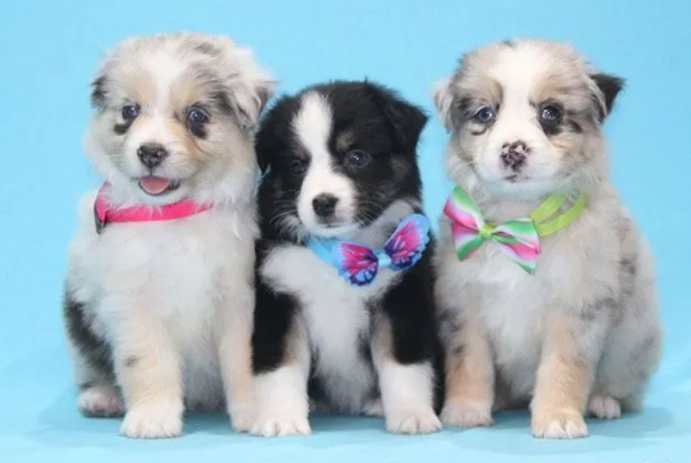 Female Aussie Puppy Looking for a Home in Texas (TX)