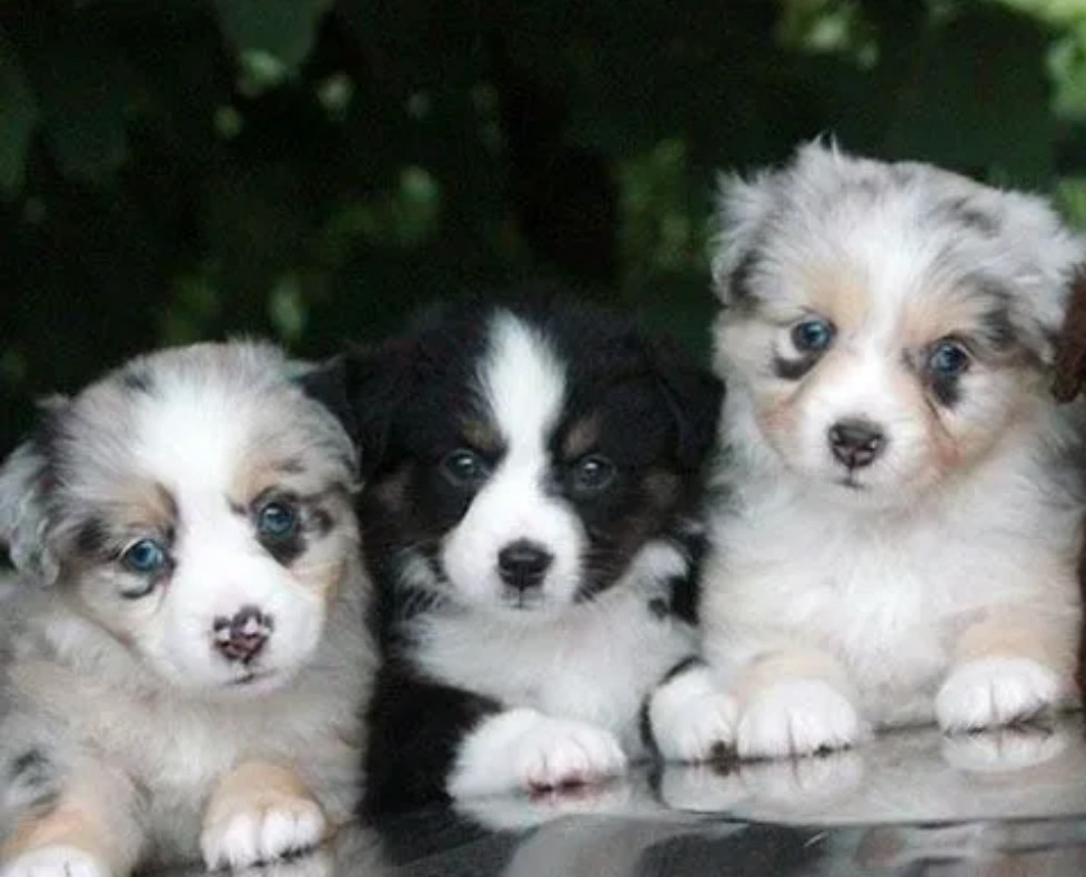 Female Aussie Puppy Looking for a Home in Texas (TX)