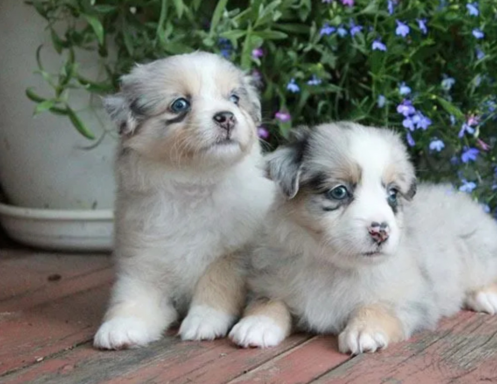 Aussie Brother and Sister Looking for Loving Homes in Colorado (CO)